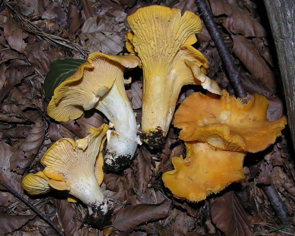 Alcuni Cantharellus di quest''anno.